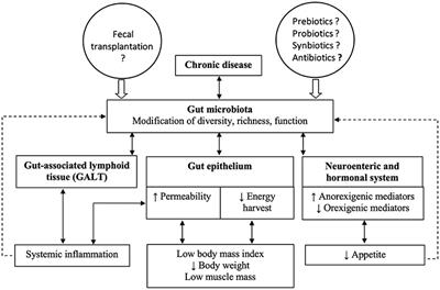 Targeting the Gut Microbiota to Treat Cachexia